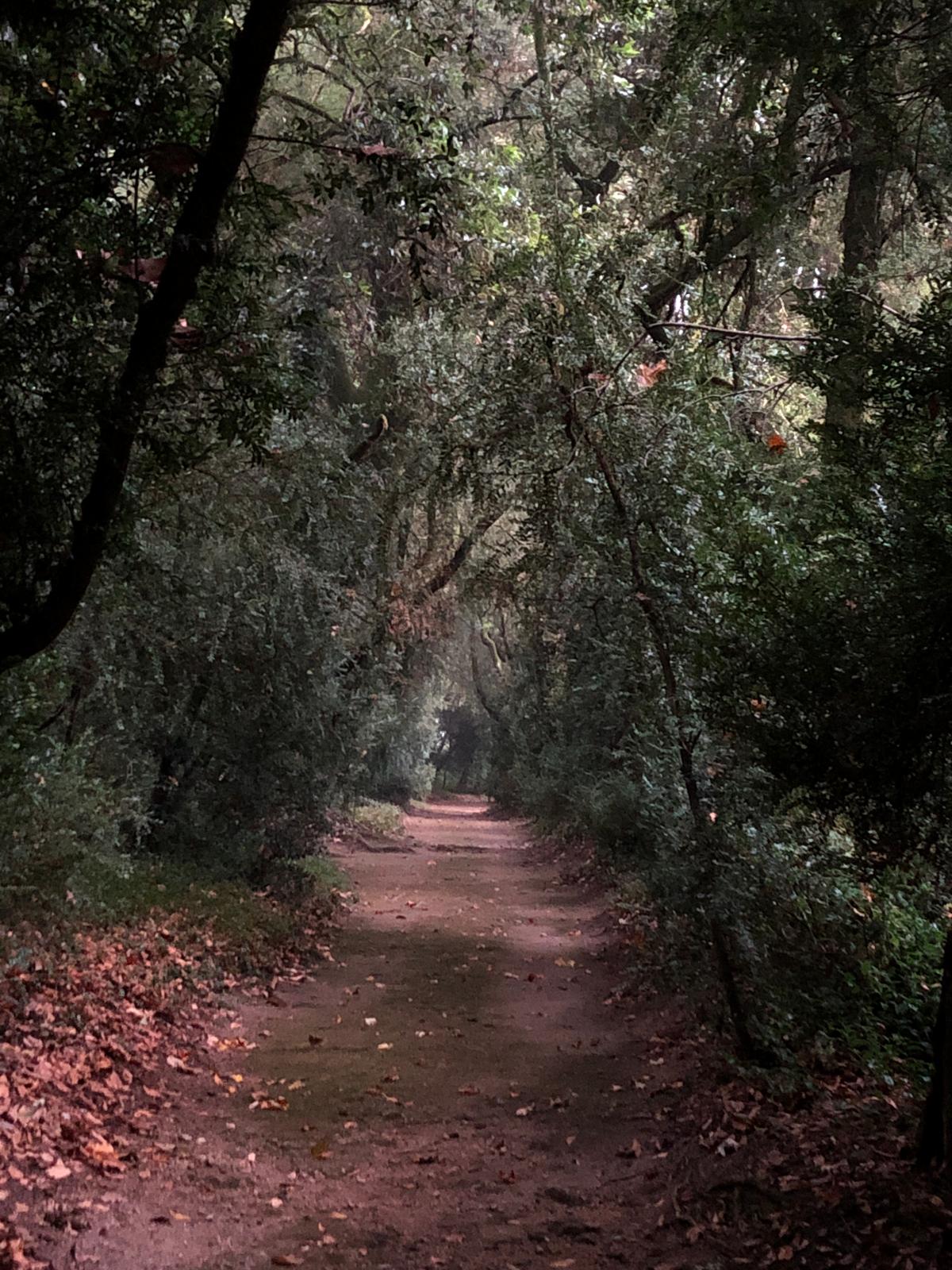 Carrera de los bojes