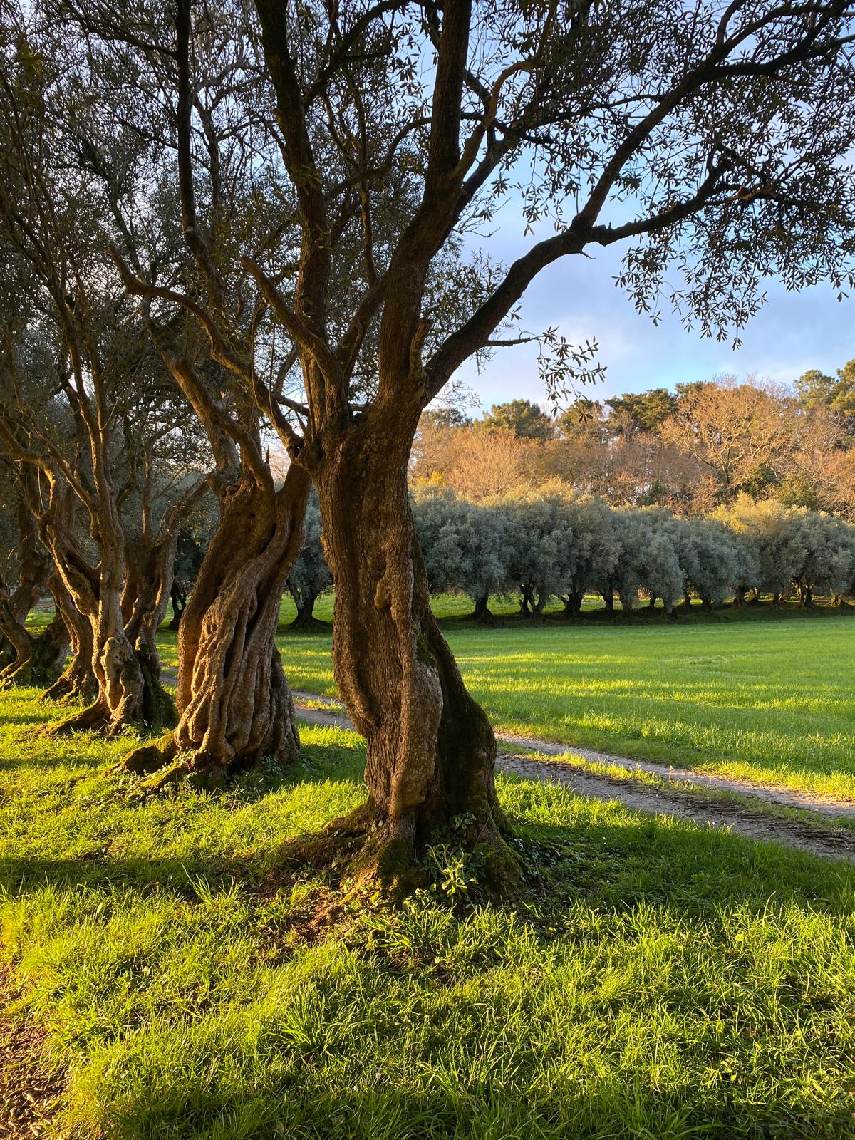 Olivos centenarios